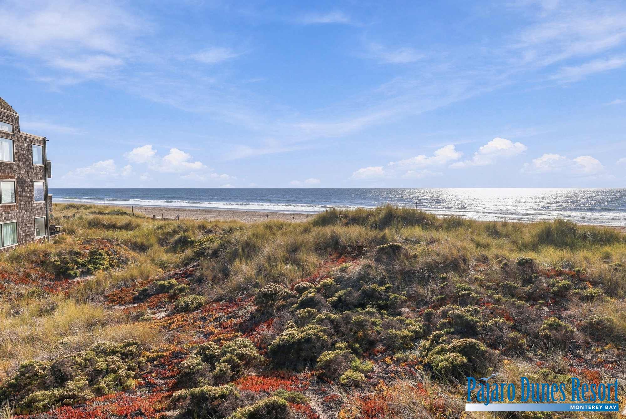 Shorebirds 289 Thumbnail 2